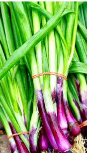 Scallion/Chive