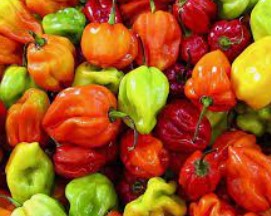 Scotch Bonnet Peppers